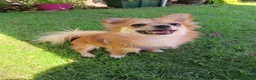 Pomchi dogs for sale: 1 Year Old Pomchi - Advert 3