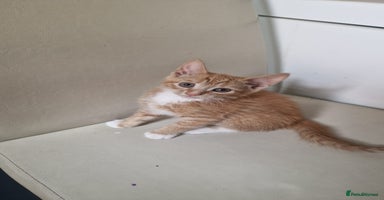 Mixed Breed cats - Advert 5