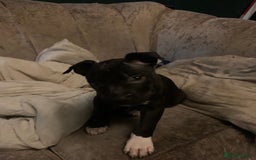 Staffordshire Bull Terrier dogs for sale: Staffordshire bullterrier male - Advert 2
