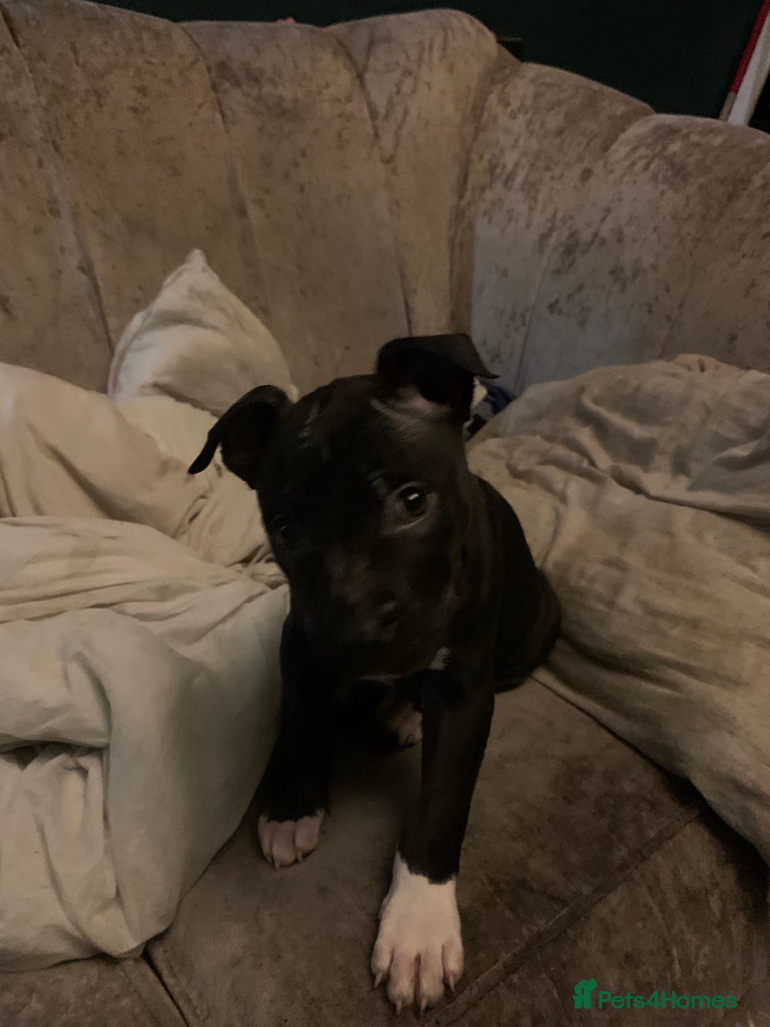 Staffordshire Bull Terrier dogs for sale: Staffordshire bullterrier male - Advert 2