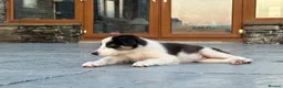 Border Collie dogs for sale: Beautiful Welsh Border Collie Puppies in Brecon - Advert 24