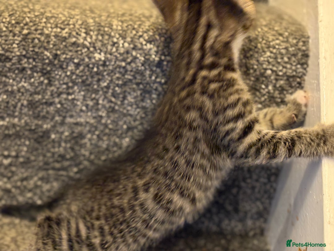 Mixed Breed cats for sale: 2 gorgeous kittens - Image 8