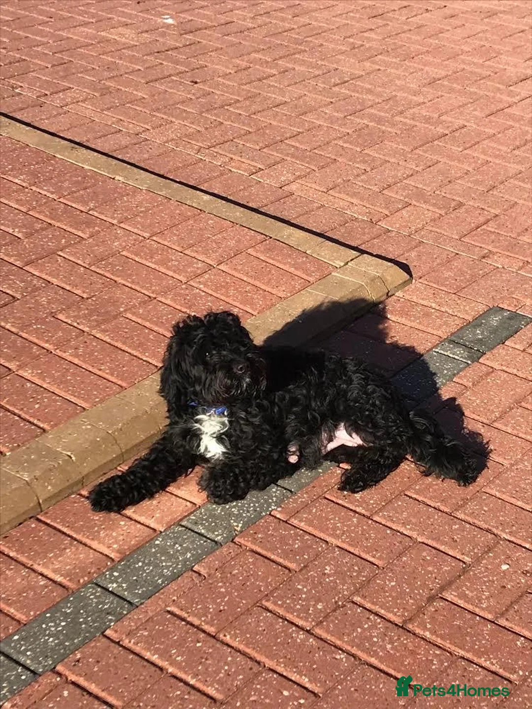 Shihpoo dogs for sale: 🐶 Beautiful Shihpoo Puppies for Sale - Advert 9