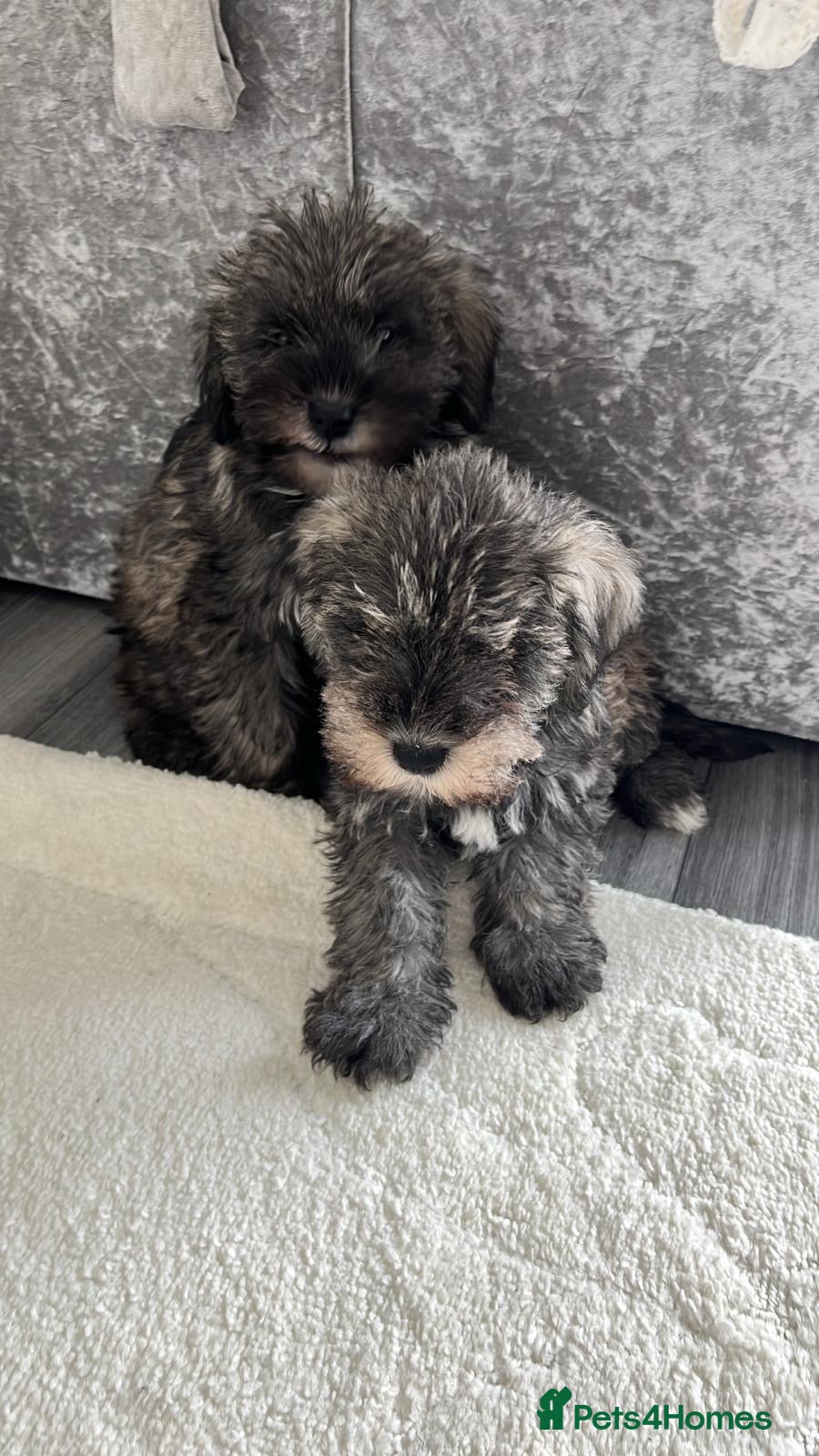 Schnoodle dogs Schnoodle puppies for sale   - Advert 6