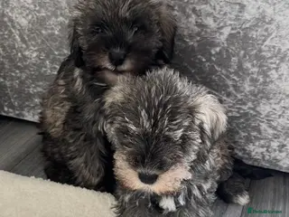 Schnoodle dogs Schnoodle puppies for sale - Advert 3