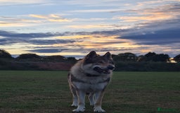 Mixed Breed dogs for sale: Czech Wolfdog × Akita/Malamute Puppies - Image 10