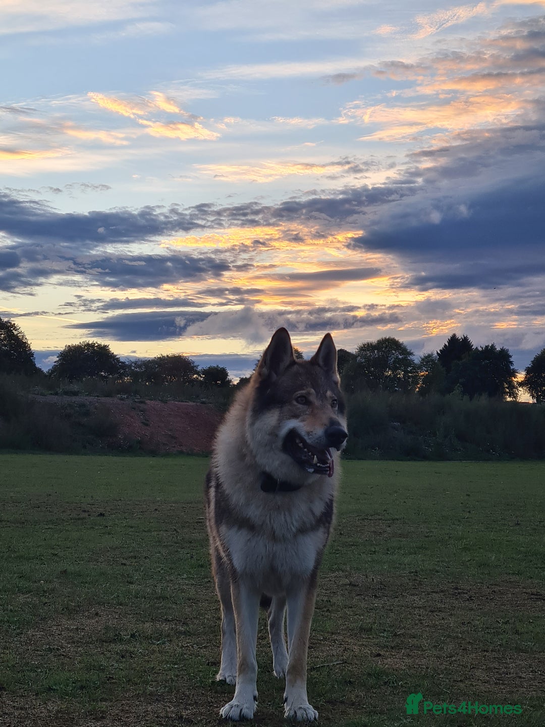 Mixed Breed dogs for sale: Czech Wolfdog × Akita/Malamute Puppies - Image 10