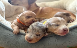 Miniature Dachshund dogs for sale: 💕🐕Beautiful Miniature Dachshund puppies - Image 5