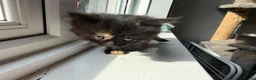 Mixed Breed cats for sale: 2 beautiful kittens for sale  - Advert 13