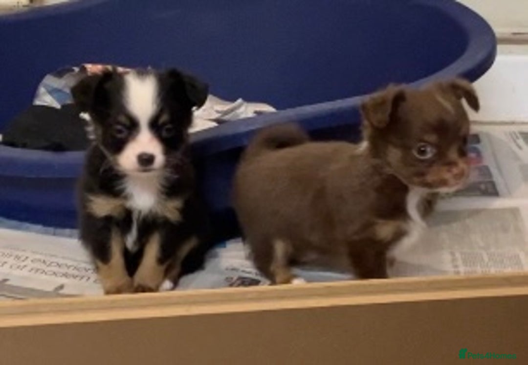 Chihuahua dogs for sale: Chihuahua puppies ready now - Advert 7