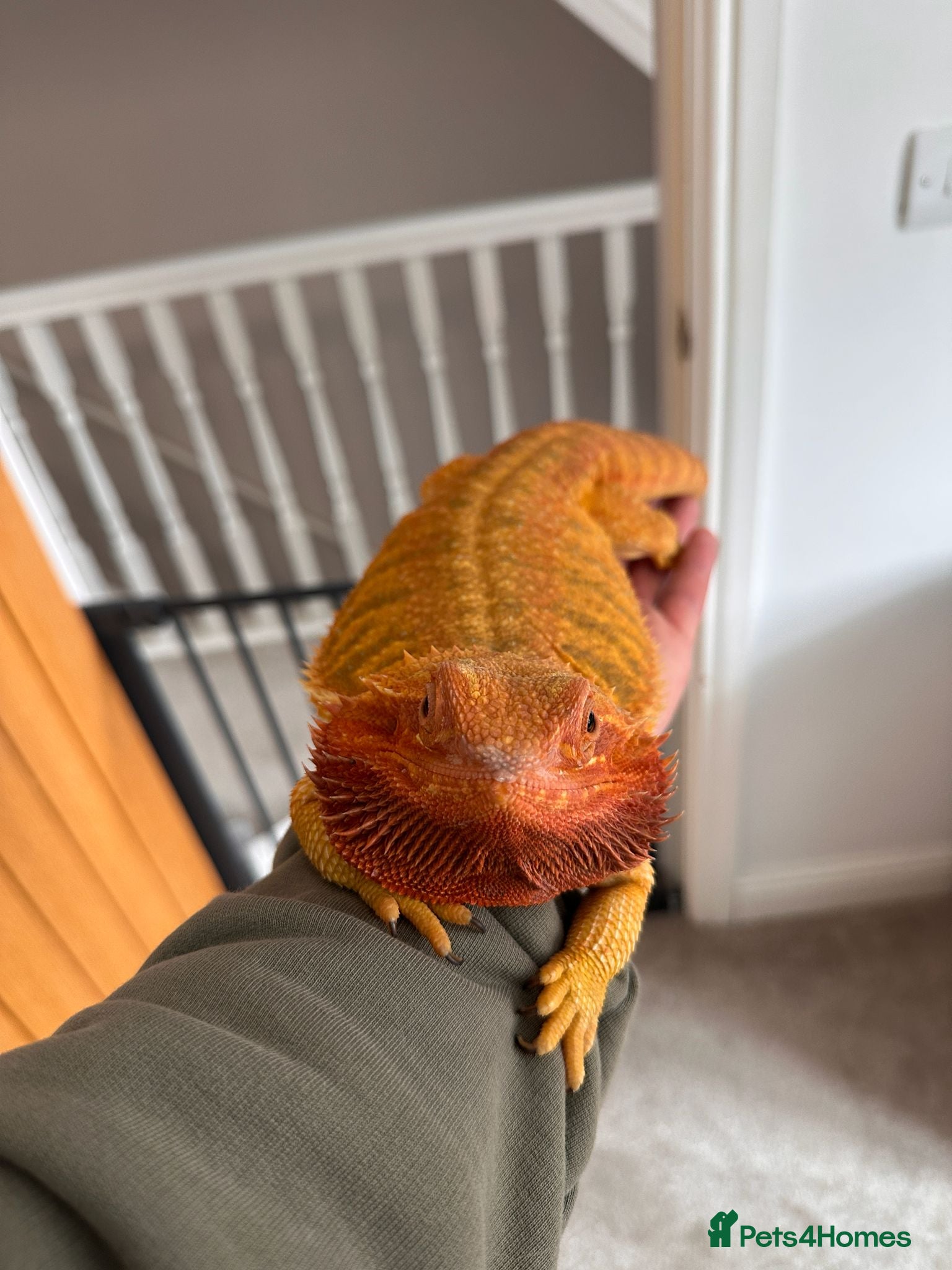 Bearded Dragon reptiles Female Bearded Dragon and Enclosure  - Advert 4