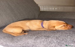 Labrador Retriever dogs for sale: Labrador Retriever Pups - Image 33