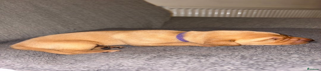 Labrador Retriever - Purple