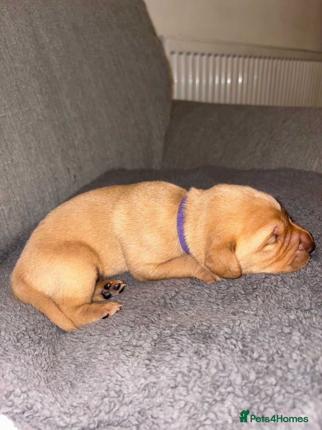 Labrador Retriever dogs for sale: Labrador Retriever Pups - Image 33