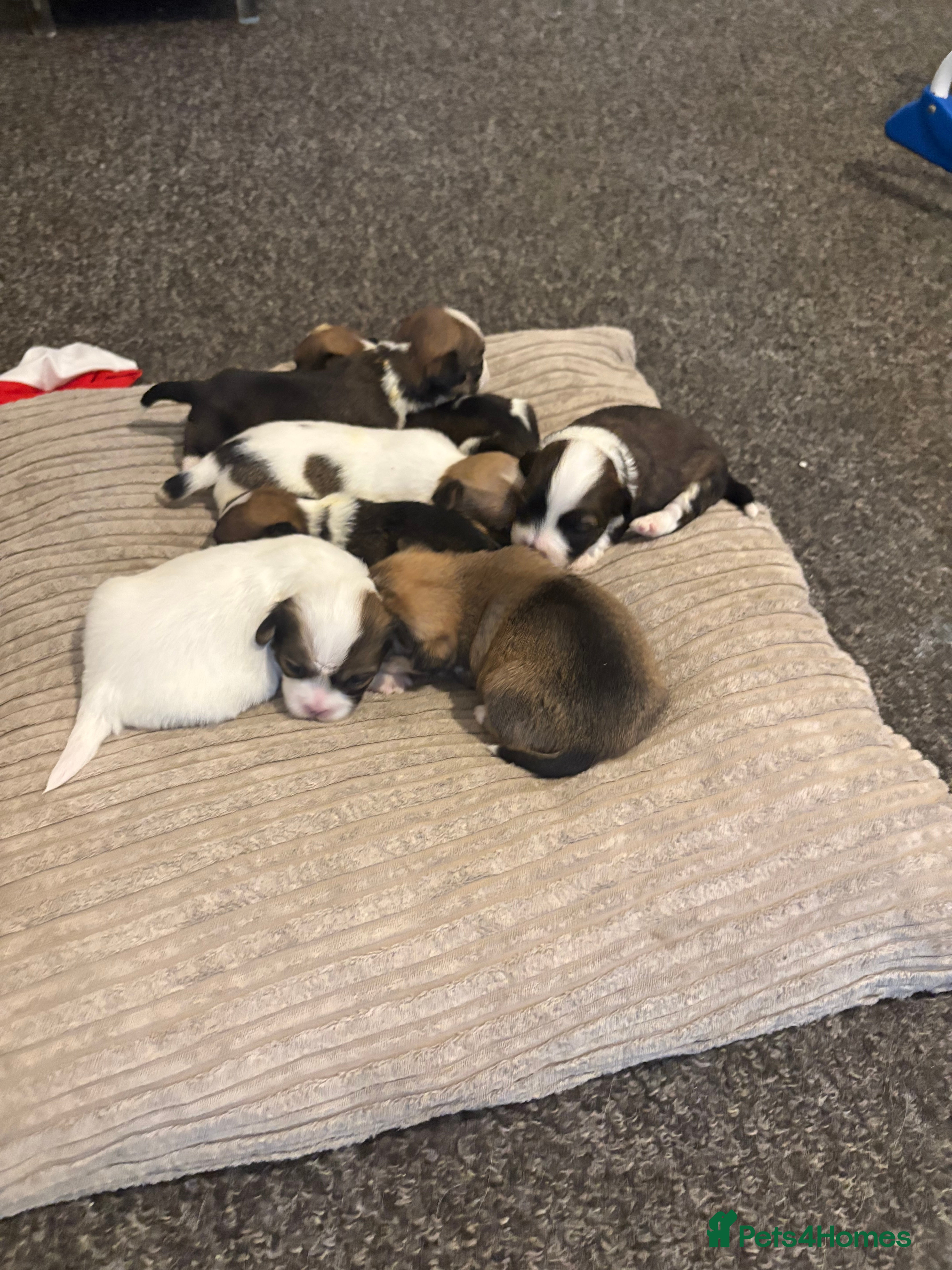 Mixed Breed dogs  Shih Tzu  - Advert 14