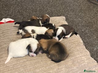 Mixed Breed dogs Shih Tzu - Advert 15