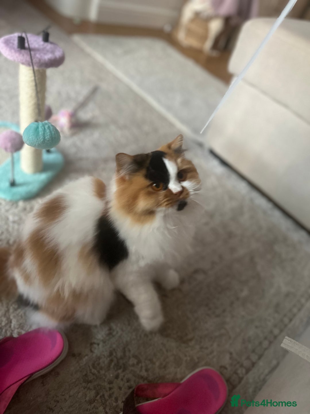 British Longhair cats for sale: Beautiful Tiger Lily 💎🏆❤️ - Image 2