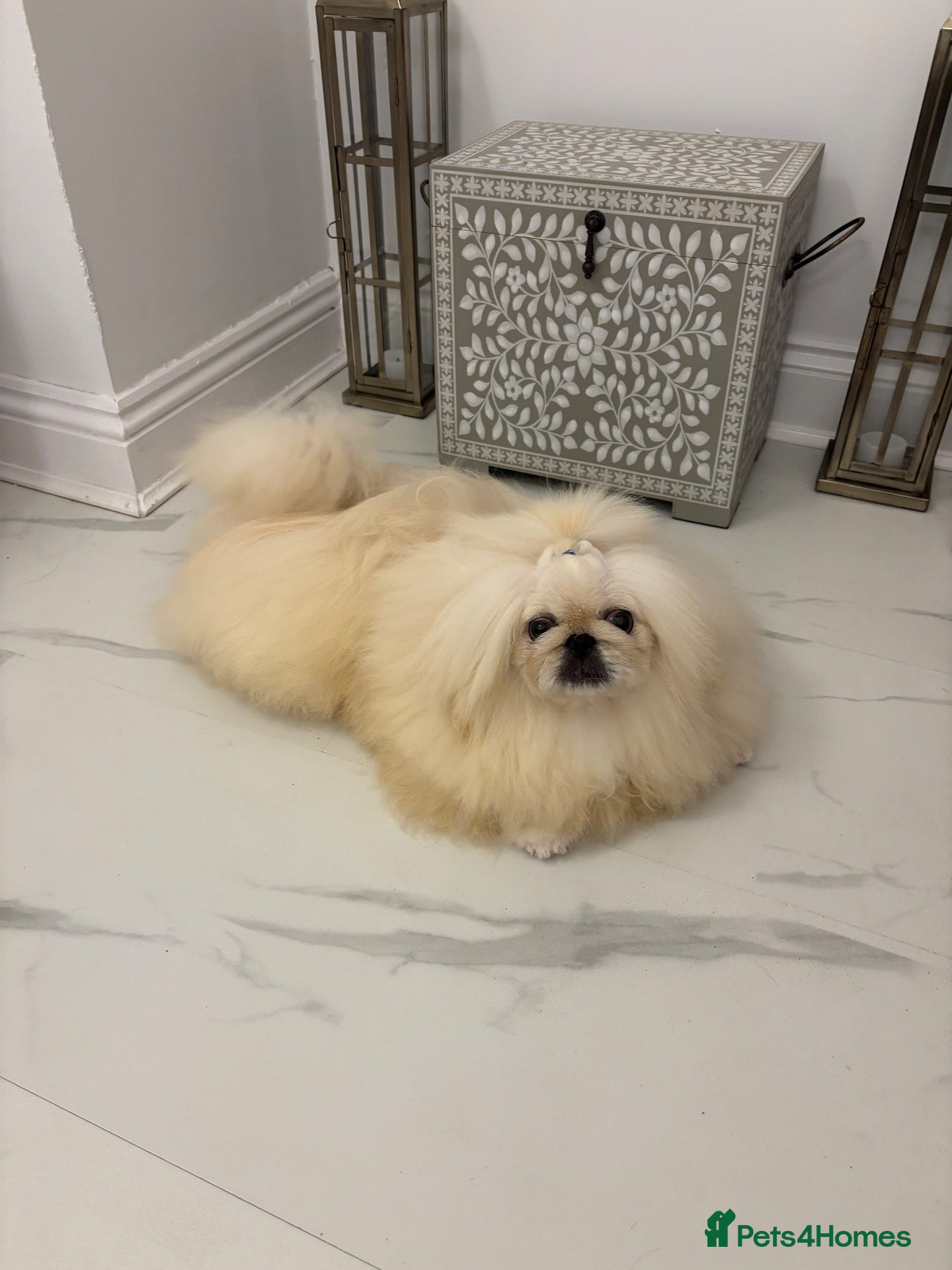 Pekingese dogs Kc registered Pekingese for stud duties - Advert 8
