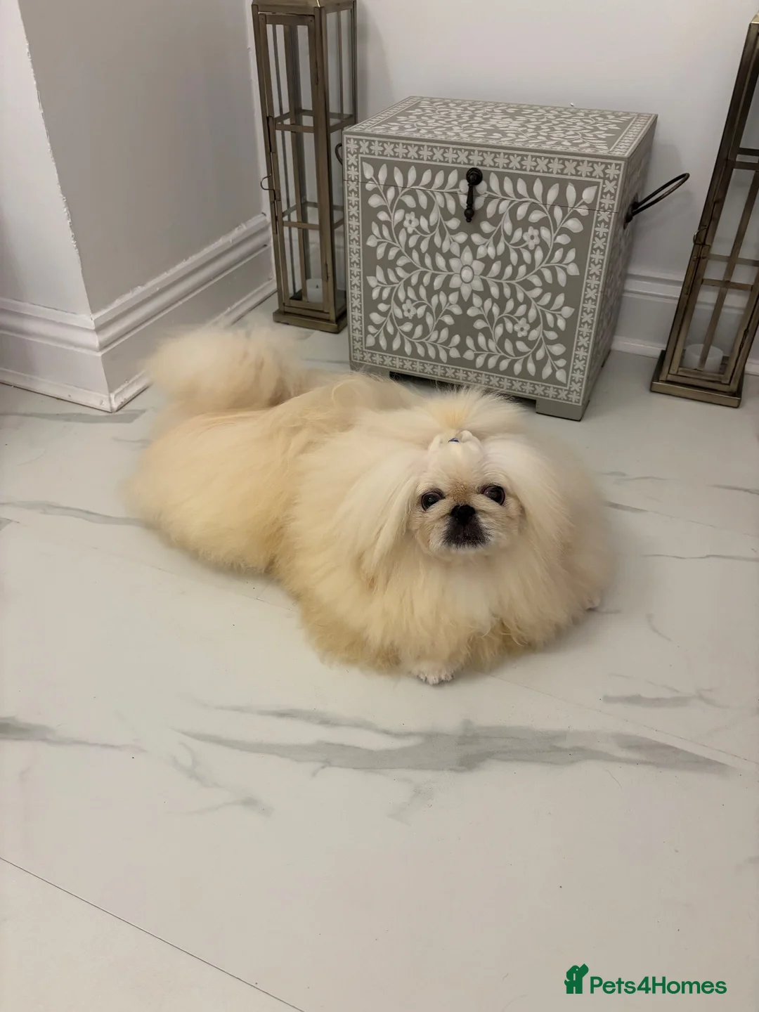 Pekingese dogs for stud: Kc registered Pekingese for stud duties - Advert 1