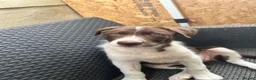 Border Collie dogs for sale: ISDS/KC Border Collie puppies for sale  - Advert 1