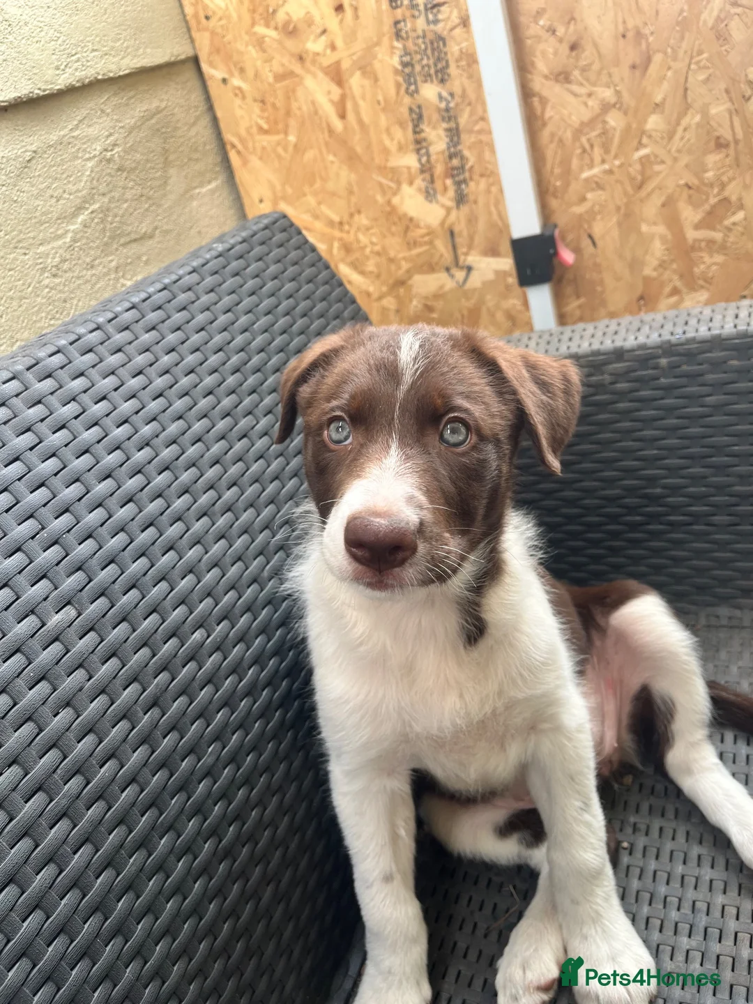 Border Collie dogs for sale: ISDS/KC Border Collie puppies for sale  - Advert 1