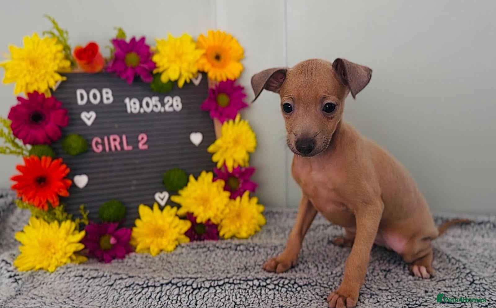 Italian Greyhound dogs Absolutely stunning Italian greyhounds - Advert 2