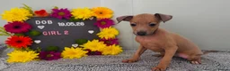 Italian Greyhound dogs for sale: Absolutely stunning Italian greyhounds - Advert 3
