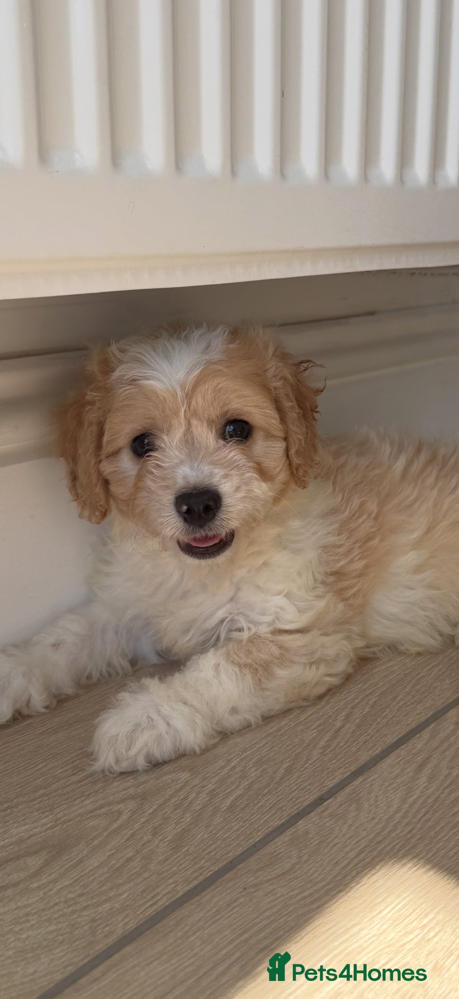 Cavachon dogs 💕 READY NOW GIRLS ONLY  💕 - Advert 3