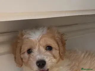 Cavachon dogs 💕 READY NOW GIRLS ONLY 💕 - Advert 3