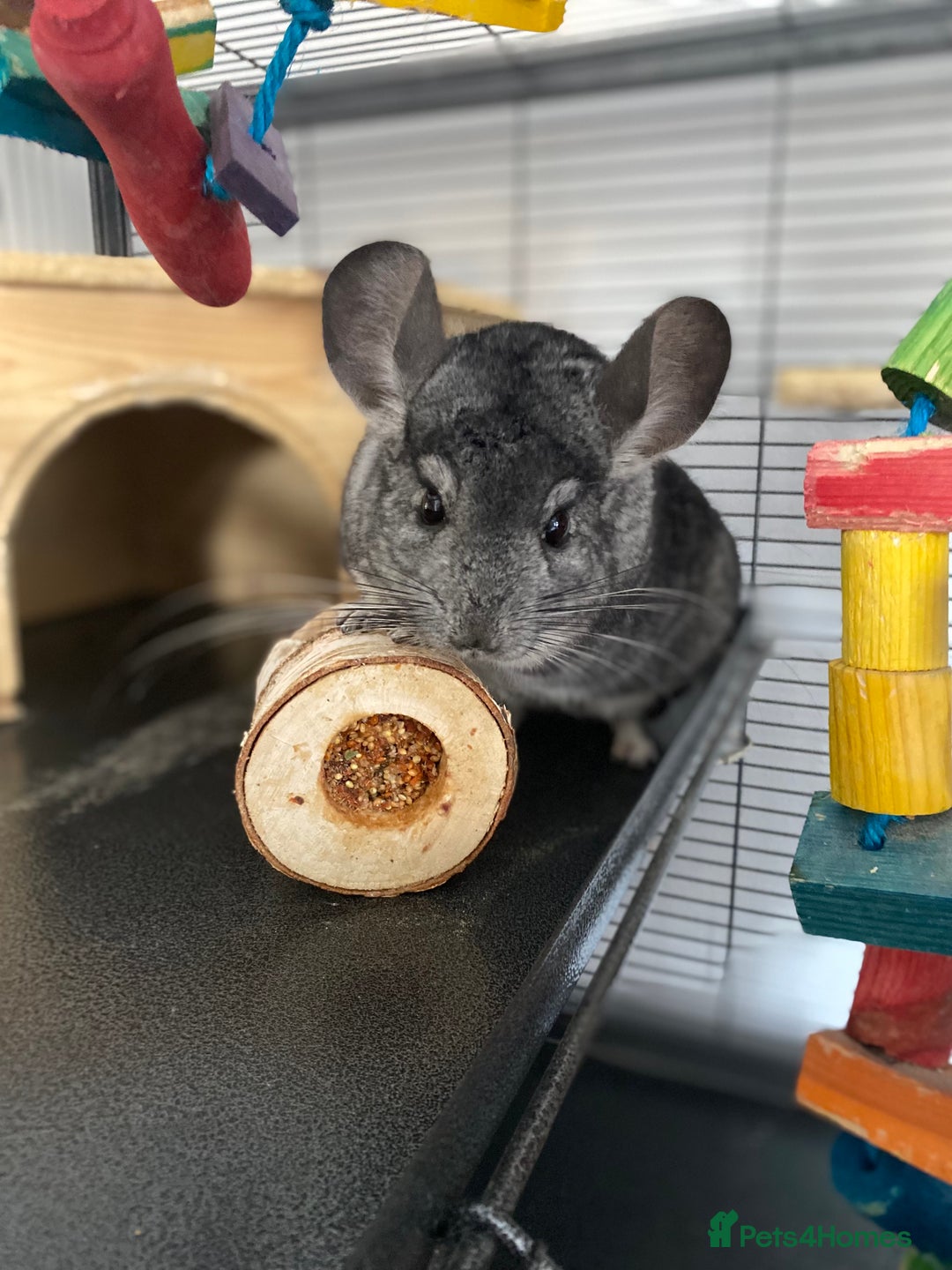 Chinchilla rodents for sale: Male Chinchilla - Advert 1