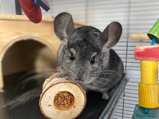 Chinchilla rodents Male Chinchilla - Advert 3