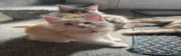 Maine Coon cats for sale: Pure mainecoon kittens DNA health tested parents.  - Advert 10