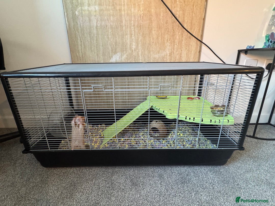 Hamster rodents for sale: Hamster  - Image 2