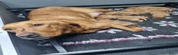 Labrador Retriever dogs for sale: KC Fox Red Labrador Puppies  - Advert 12