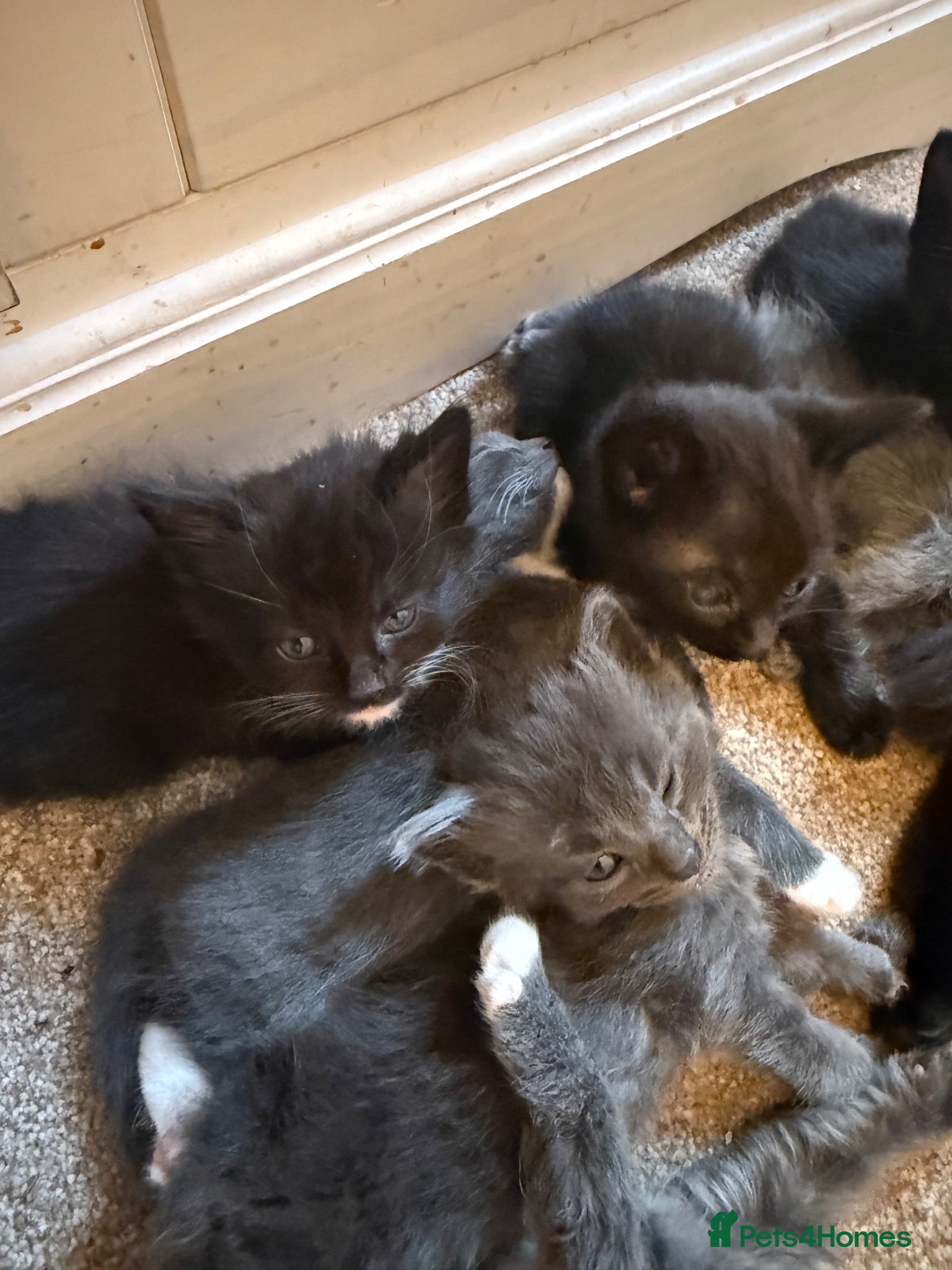 Mixed Breed cats Litter of 5 beautiful kittens  - Advert 1