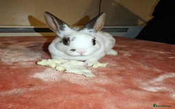 Rex rabbits for sale: Mixed litter of Mini Rex  - Image 27