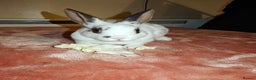 Rex rabbits for sale: Mini Rex Does - Advert 17