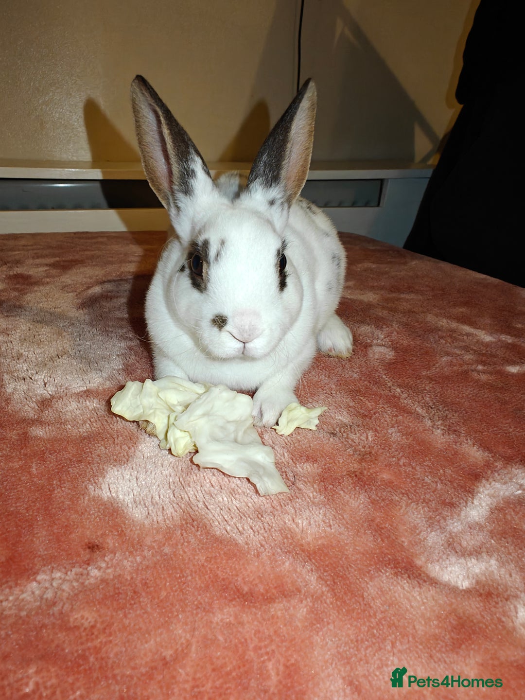 Rex rabbits for sale: Mixed litter of Mini Rex  - Image 27