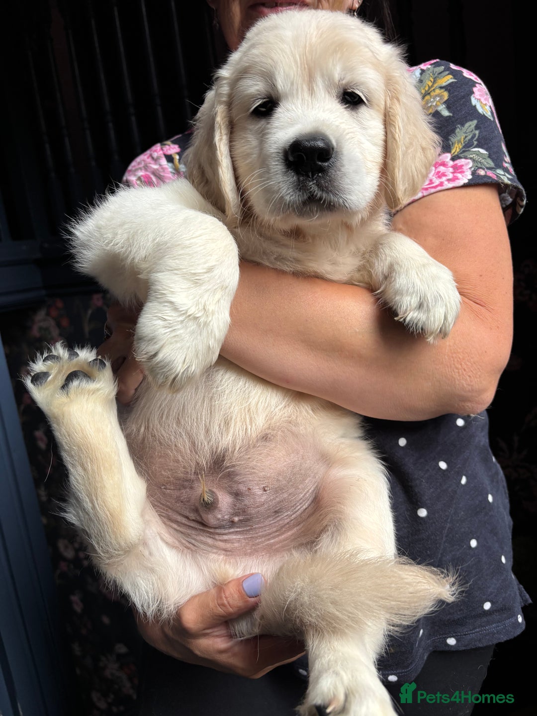 Golden Retriever dogs for sale: Stunning Pale Cream Fluffy Golden Retrievers - Image 15