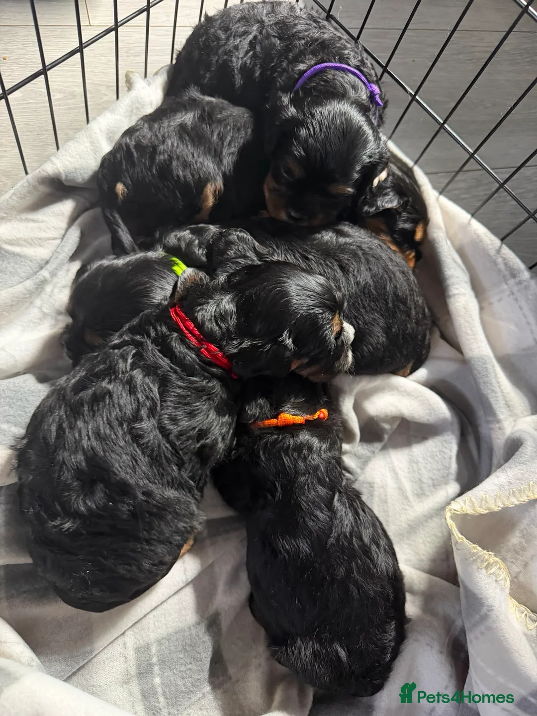 Cavalier King Charles Spaniel dogs for sale: Cavalier puppies for sale  - Advert 2