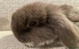 Mini Lop rabbits for sale: Healthy lovely bunny  - Advert 4