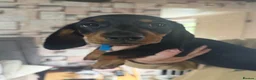 Dachshund dogs for sale: Mini dachshund puppys in Stoke-on-Trent - Advert 9