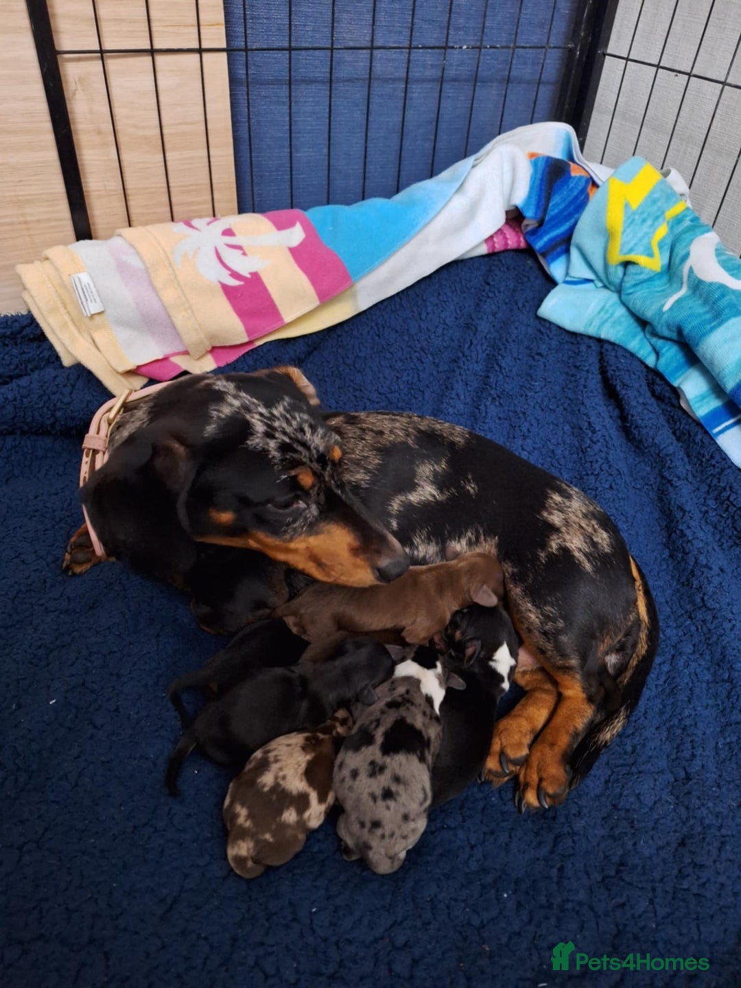 Dachshund dogs for sale: Mini dashhound  - Advert 1
