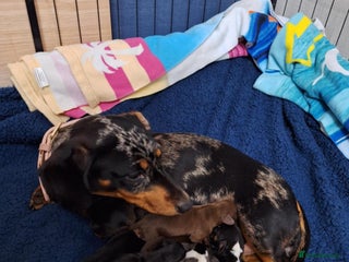 Dachshund dogs Mini dashhound - Advert 4