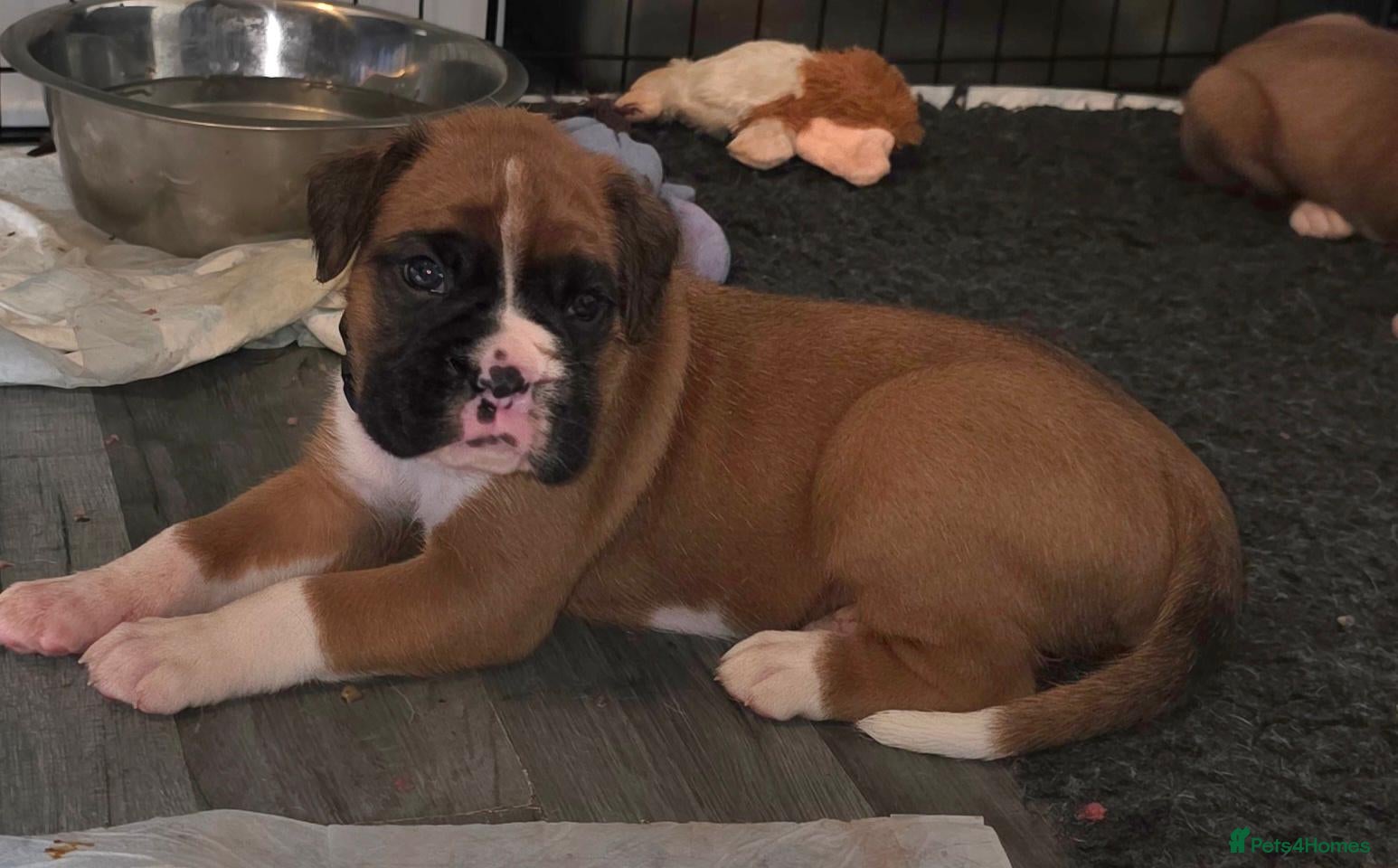 Boxer dogs Beautiful chunky boxer puppies - Advert 8