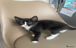 British Shorthair cats for sale: RESERVED - 2 boys needing forever homes  - Image 2