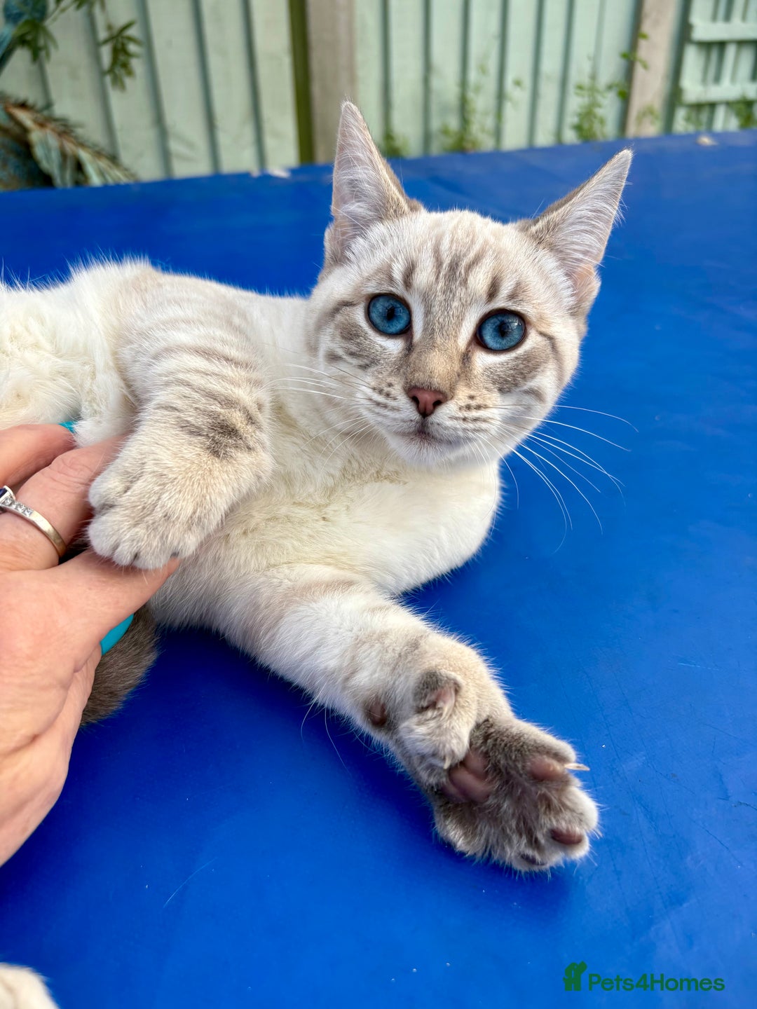 Keetso cats for sale: Superb polydactyl girl - Advert 15