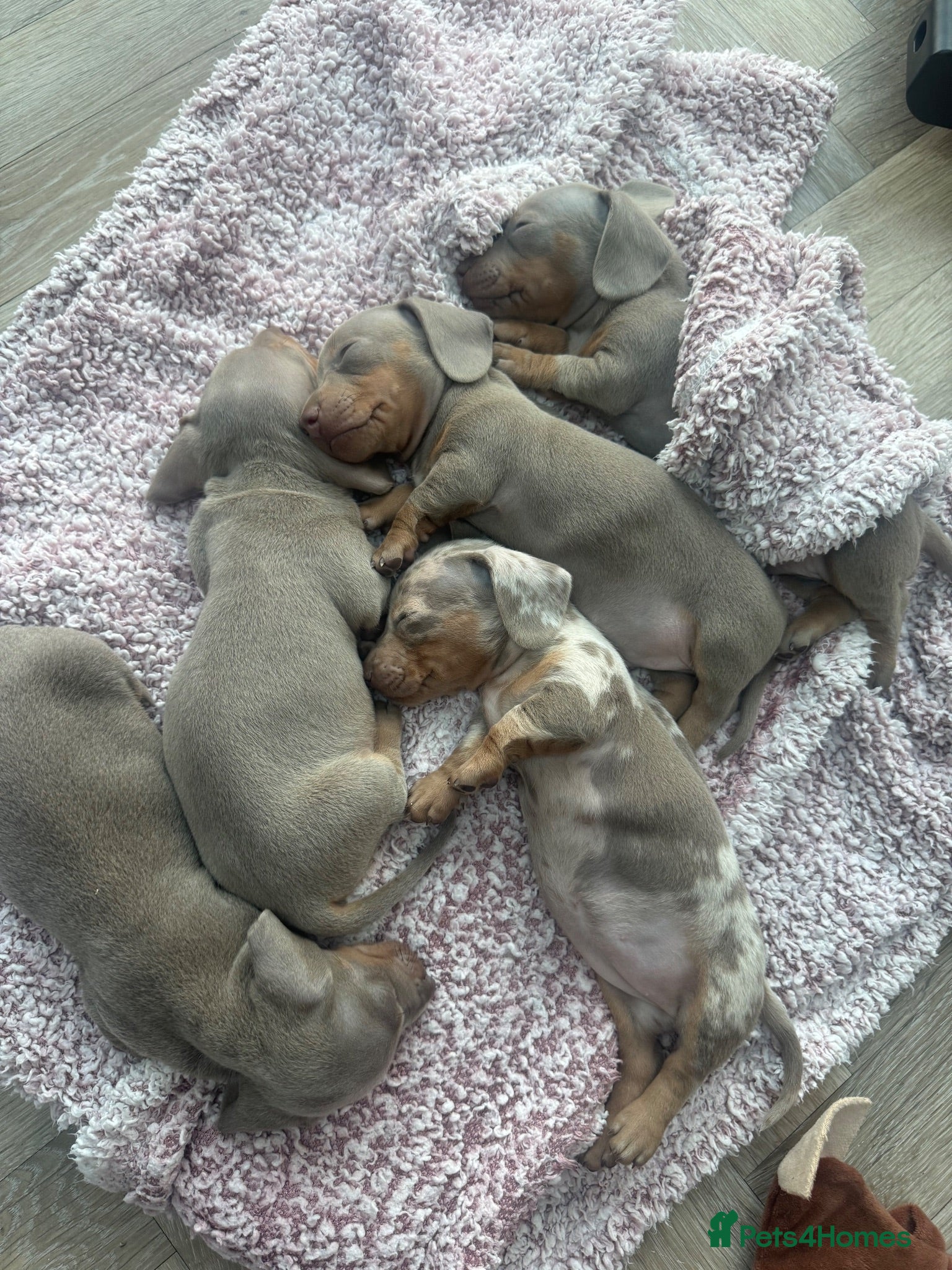 Miniature Dachshund dogs 🐾 KC Registered Miniature Dachshund Puppies 🐾 - Advert 1