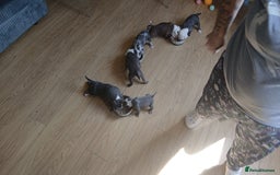 Olde English Bulldogge dogs for sale: English bulldogs  - Image 13