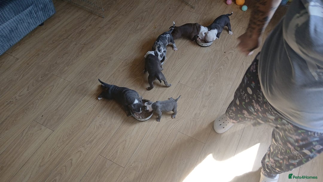 Olde English Bulldogge dogs for sale: English bulldogs  - Image 13